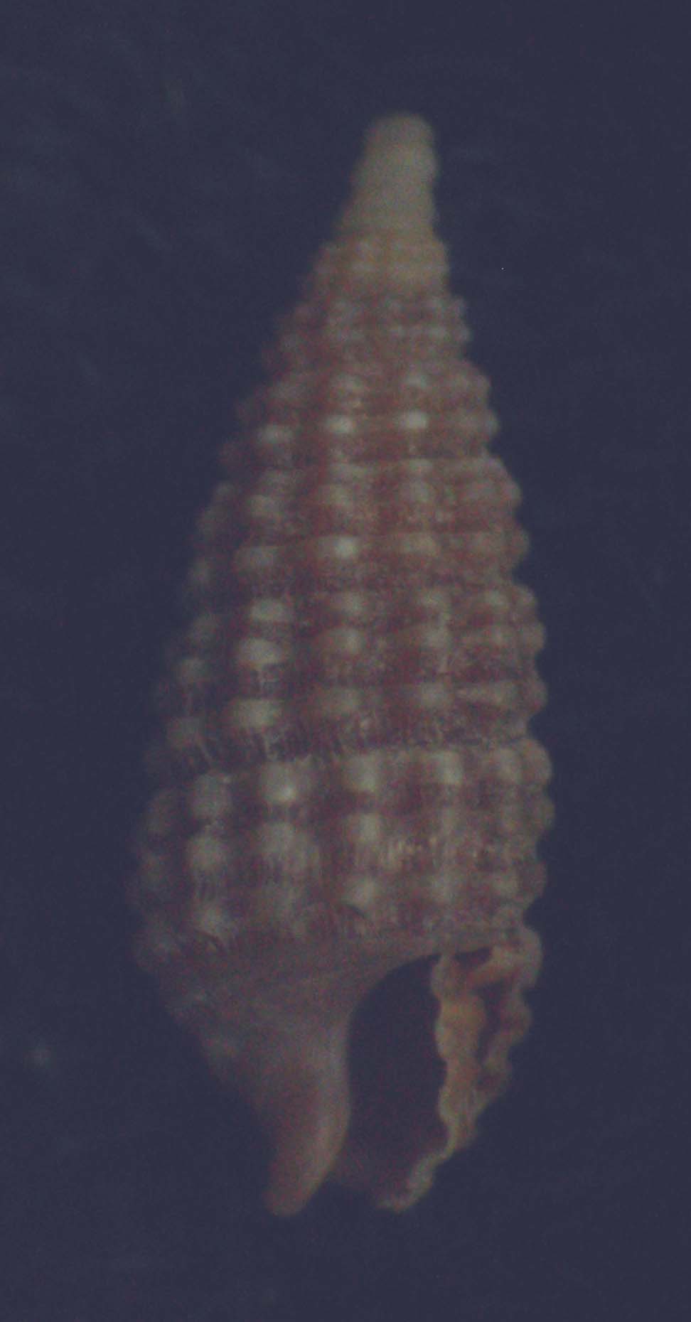 cerithiopsis judithae